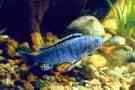 Melanochromis exasperatus